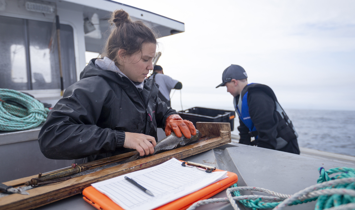 Maine Center for Coastal Fisheries, Stonington