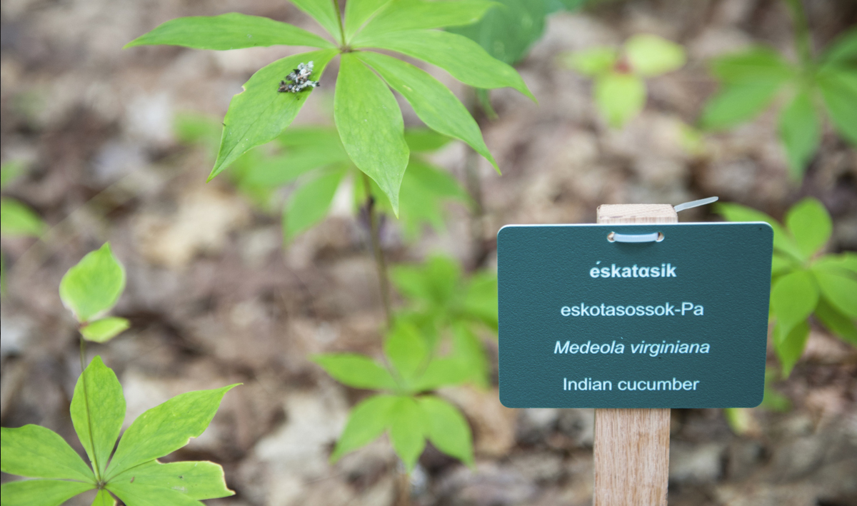 éskatasik, eskatosasossok-Pa, Medulla virginiana, Indian cucumber
