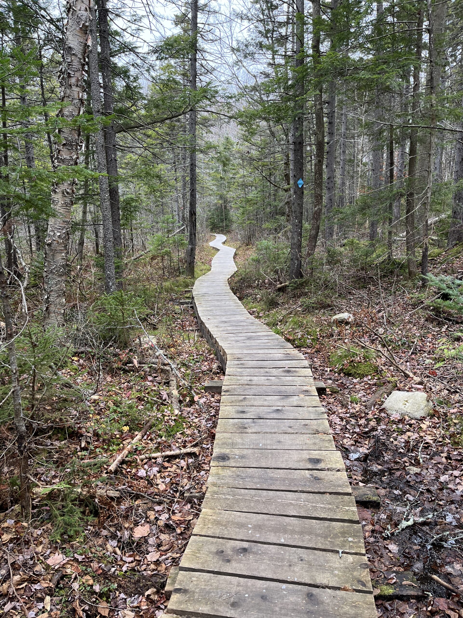 Forest Path